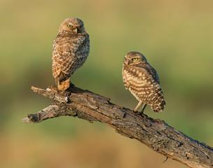 A group of young Burrowing Owls near the burrow