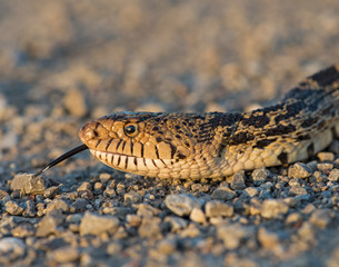 Bull snake