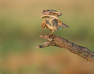 Burrowing Owl