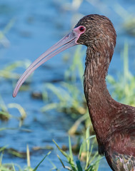 White-faced x Glossy Ibis hybrid
