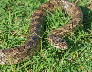 Prairie Kingsnake
