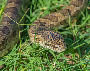 Prairie Kingsnake