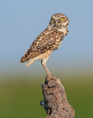Burrowing Owl