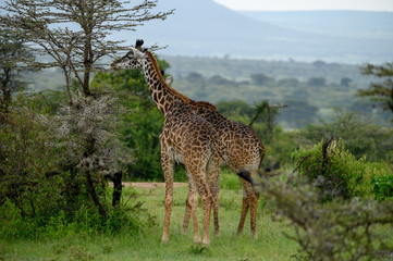 giraffe