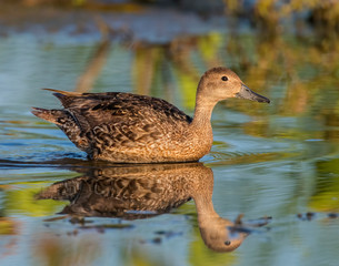 Gadwall Hen
