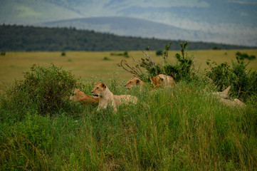 lions