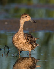 Gadwall Hen