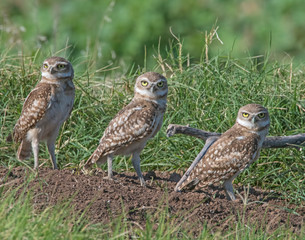 A group of young Burrowing Owls near the burrow