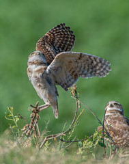 Burrowing Owl