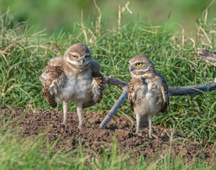 Burrowing Owl