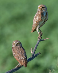 Burrowing Owl