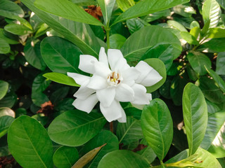 Gardenia flower blooming on green leaves background closeup in the garden is a shrub about 1-2 meters high, branching very branches. Stems slender, conical, lanceolate, lanceolate, and lanceolate. 