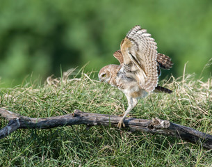Burrowing Owl