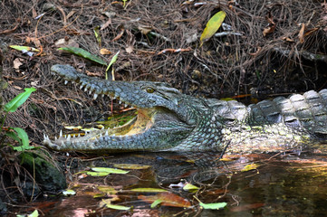 african crocodile
