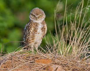 Burrowing Owl