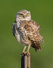 Burrowing Owl