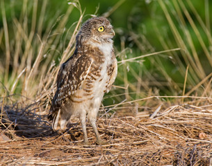 Burrowing Owl