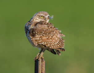 Burrowing Owl