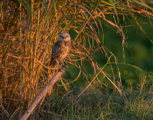 Burrowing Owl
