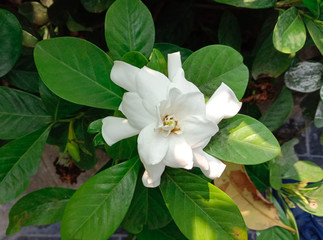 Obraz na płótnie Canvas Gardenia flower blooming on green leaves background closeup in the garden is a shrub about 1-2 meters high, branching very branches. Stems slender, conical, lanceolate, lanceolate, and lanceolate. 