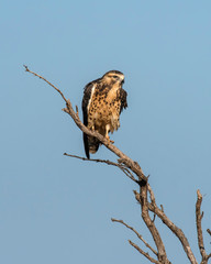 Swainson's Hawk