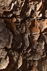 tree bark