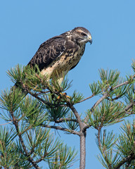 Swainson's Hawk
