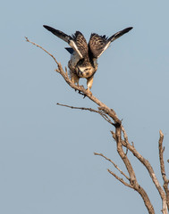 Swainson's Hawk