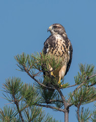 Swainson's Hawk