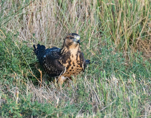 Swainson's Hawk