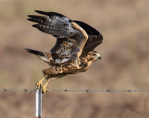 Swainson's Hawk