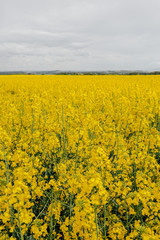 Obraz premium Agricultural Growth -Various Fields - Agriculture Farming Field