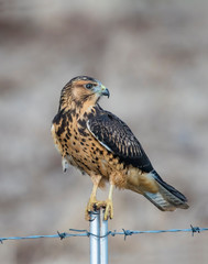 Swainson's Hawk
