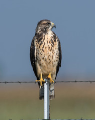 Swainson's Hawk