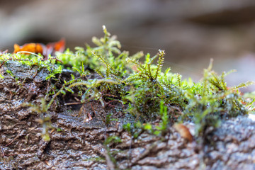 moss on a background