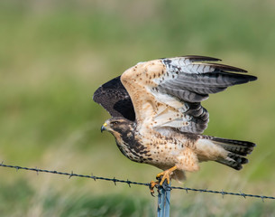 Swainson's Hawk