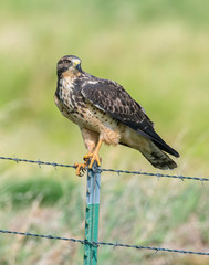 Swainson's Hawk