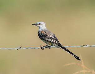 Scissortail Flycatcher