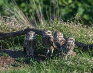 Burrowing Owl