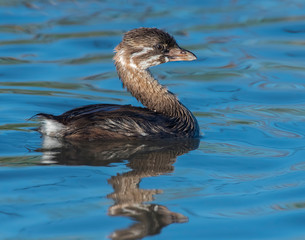 Pied-billed Grebe chick