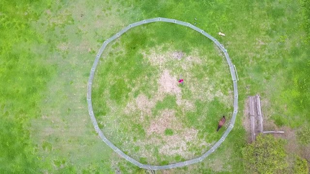 Top down aerial, horse trainer training horse in grassy round pen