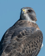Swainson's Hawk