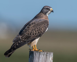 Swainson's Hawk