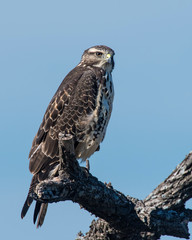 Swainson's Hawk