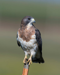 Swainson's Hawk