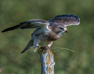 Swainson's Hawk