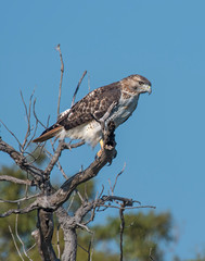 Swainson's Hawk