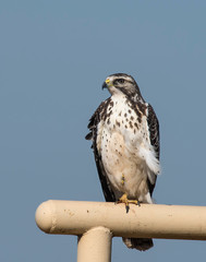 Swainson's Hawk