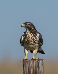 Swainson's Hawk