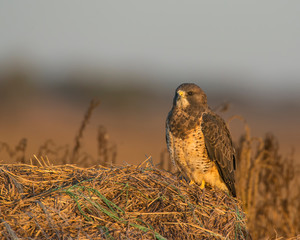Swainson's Hawk